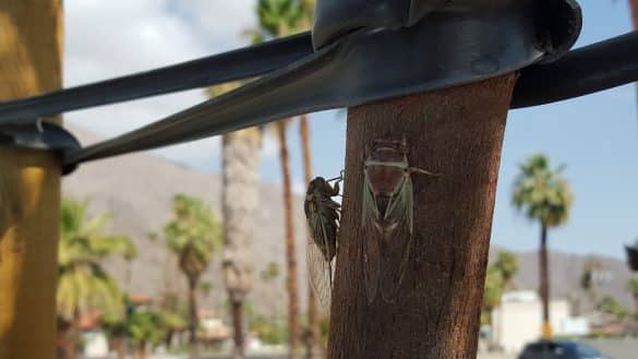 A Day Trip To Palm Springs
