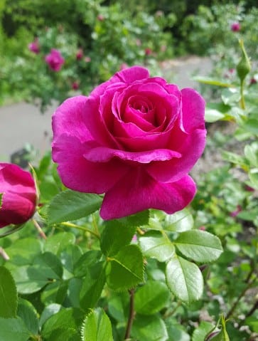 A rose at Whetston Park in Columbus