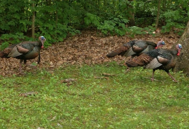 Wild turkeys at Blendon Woods Metro Park 