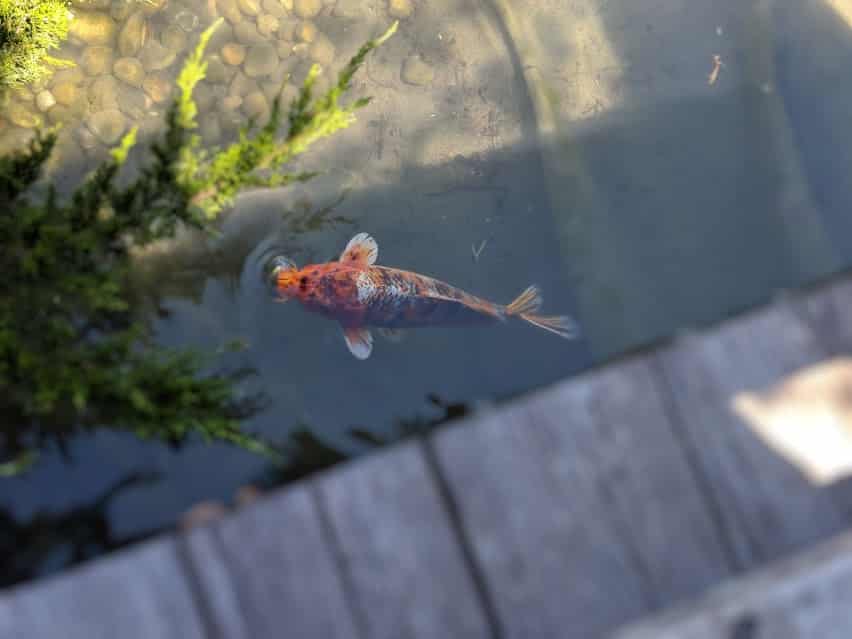Koi fish swimming in Japanese Garden pond at Montreal Botanical Garden