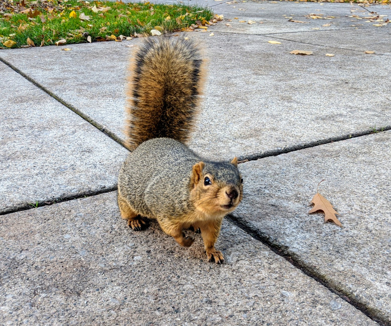 Fat squirrel wanting food on the University of Michigan campus. 