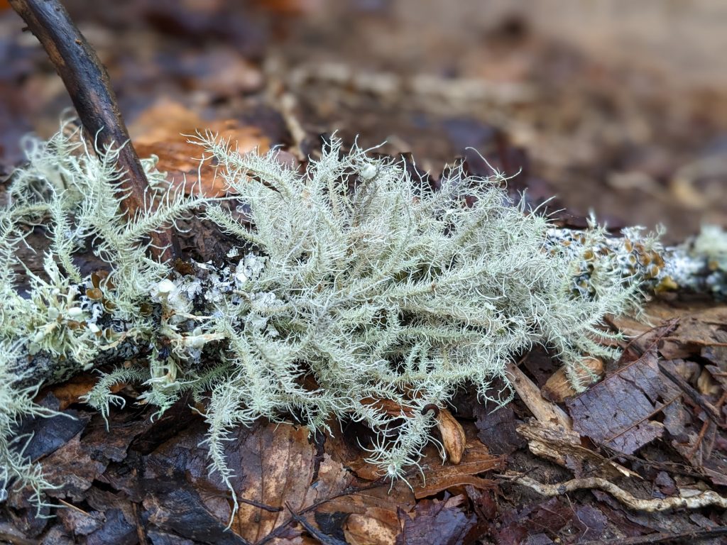 lichen growing on top of leaves 