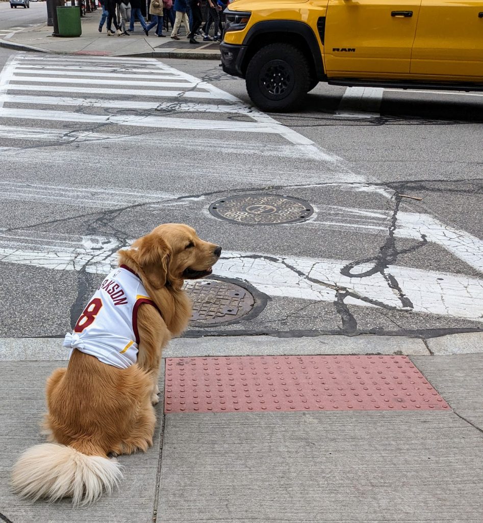 A lassie dog in a Cleveland Cavaliers jersey, Downtown Cleveland. 
