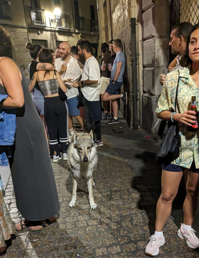 A wolf dog standing outside of a bar in Old Town Bilbao, Spain. 